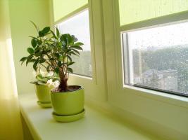 Rastline v notranjosti stanovanja: Feng Shui nasveti