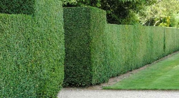 oblikovani hedge