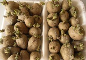 April - začeli kalijo krompirja za proizvodnjo visok donos.