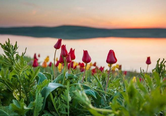 Cvetenja divjih tulipanov v Kazahstanu