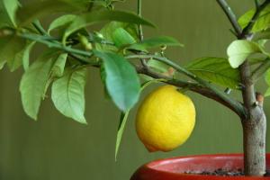 Kako pospešiti cvetenja citrusov. skrivnosti strokovnjake