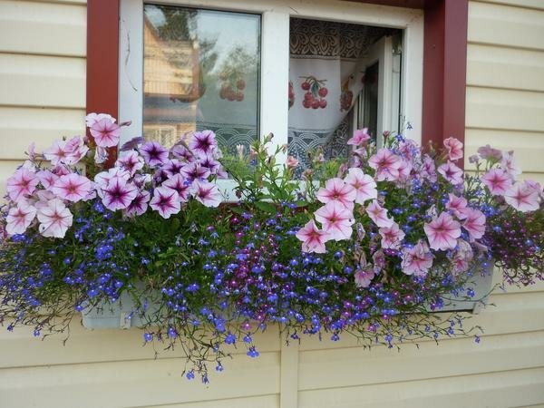 Popolna kombinacija: petunije in Lobelia. Foto: detkityumen.ru