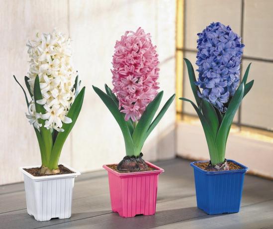 Hyacinth - eden od simbolov je prišla pomlad! Ogled: http://www.xcom-hobby.ru