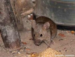 Kako se znebiti miši in podgan v državi