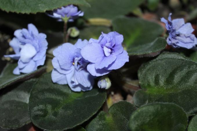 Vijolice (Saintpaulia uzambarskie) - lepe in občutljivo cvetje družine Gesneriaceae