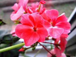 6 lepi in odporne trajnice cvetje (Part 2)