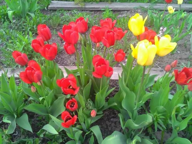 Danes je zrasla okoli 2000 sort tulipanov