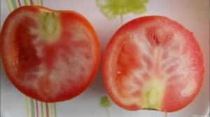 Zakaj rastejo paradižniki z belimi žilami, in kaj storiti