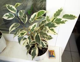 Evergreen Ficus: zdravilne lastnosti houseplant