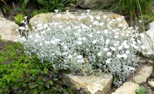 6 srebrnih rastline za vrt. Foto in opis