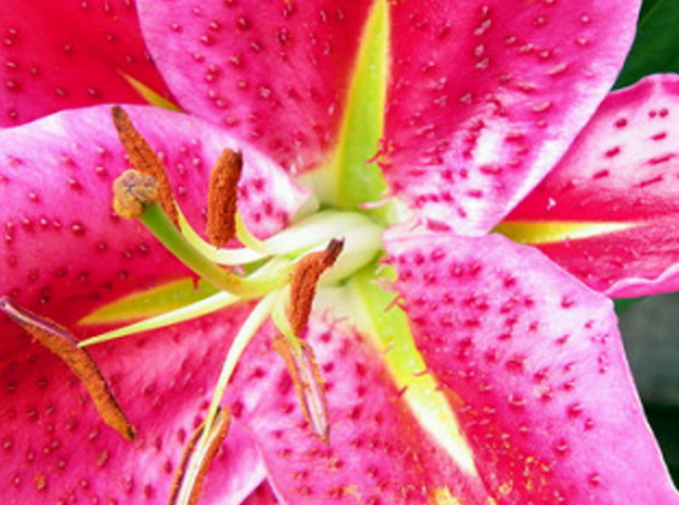 Lepa lilija, eden od favoritov med tsetovodov in vrtnarjev