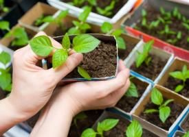 Kako pravilno posaditi sadike paprike v rastlinjaku ali posteljo