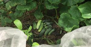 Kako podaljšati razvoj plodov kumare na vrtu do oktobra.