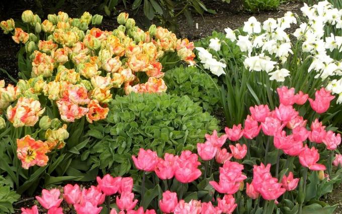 Chic Pomladni cvet posteljo. In tulipani in narcise. Ali vam je všeč?