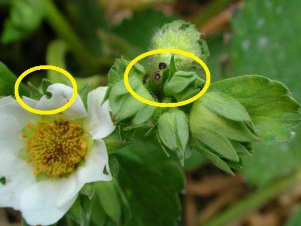 Znaki, da Weevil poje jagode na (Slika iz interneta)