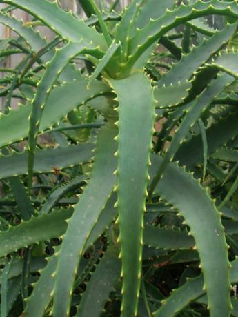 Aloe arborescens - priljubljena v zaprtih prostorih cvet