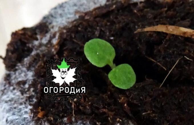 Petunia narasla v tableti šote granuliranega semena