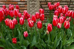Ali je mogoče, da posadimo tulipani spomladi? Ko cvetijo?