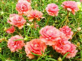 Božji dar za leni poletni rezidenta: svetlimi cvetovi vse poletje brez zalivanje