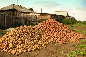 Krompir bodo shranjeni v 2-krat boljša: kaj storiti po žetvi