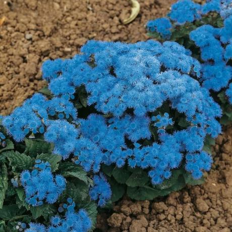 Blooming ageratum (različne: "modro žogo"). Fotografija iz interneta