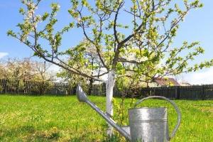 Pomlad gnojenje jablan za obilno pridelka.