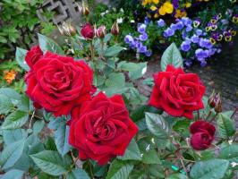 Kako pripraviti vrtnice za zimo. 4 potreben za uspešen sprejem mirovanja.