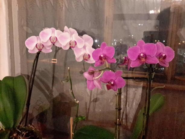 Del moje zbirke Phalaenopsis v stanovanje. Jaz kopanje jim dip!
