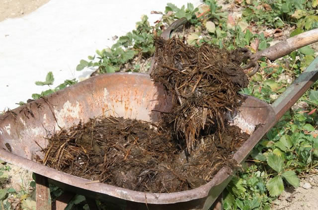 Preperel gnoj - priljubljeno mesto za medvedok. Uporabi v past za vabo (parazit.guru)