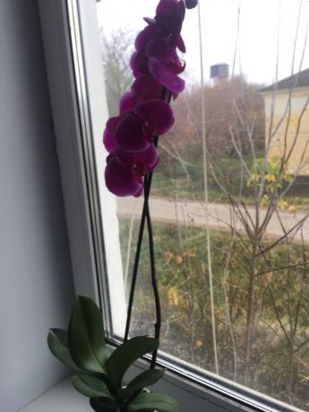 Po ustrezen izbor moja orhideja takoj vzcvetelo