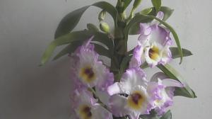 5 dejavniki, ki vplivajo cvetenju Dendrobiums