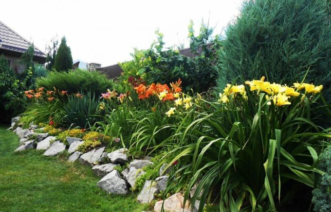 Beautiful cvet posteljo ob ograji: daylilies v harmoniji z večjimi sosedi