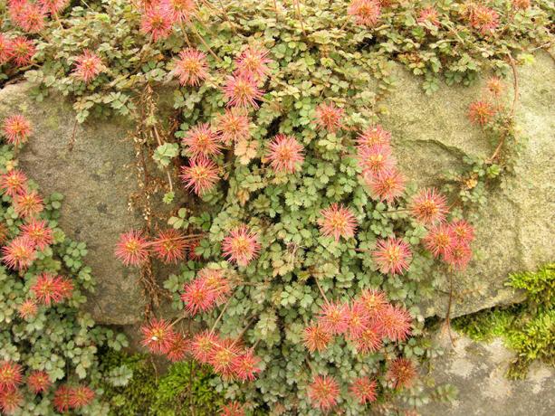 Acaena leaved, Kupferteppich razred. Ime prevedena v ruski jezik sredstvi "Baker preprogo." Ogled: http://www.gartengestaltung24.de