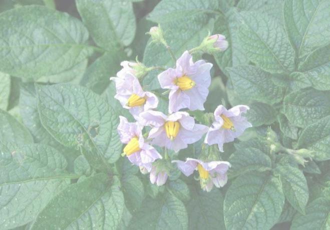 krompirjev cvet (foto iz dacha-mechta.com)