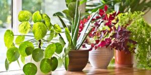 7 napak, ki jih naredite v skrbi za svoje rastline, ne da bi vedel