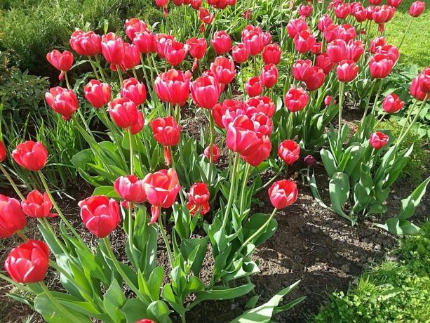 Flowerbed s tulipani v sončni svetlobi v maju