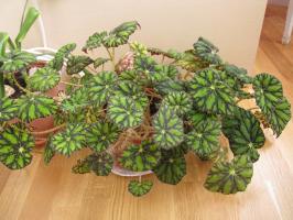 Pravilna skrb za tiger Begonia Bower doma