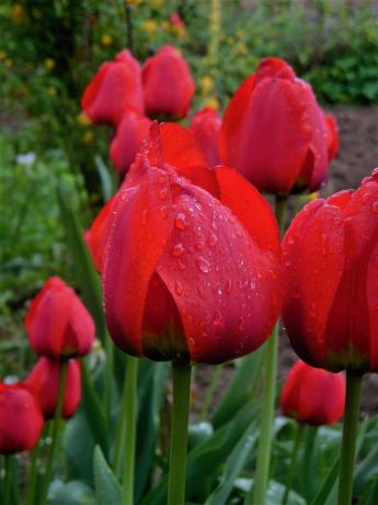 Sem narašča le ena vrst tulipanov. In ne vem, kako mu je ime. Letos je nenadoma želel rastlin nekaj novega. Tako se je rodila ideja, da napišete opombo o žarnic pomlad sajenja. Mimogrede, rad samo tulipani klasično obliko, in oblačenje in druge fancy ne vzrok sočutja.