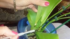 5 dokazano načine za reševanje orhidejo