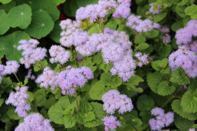 Ageratum v mojem vrtu. Poletje 2018