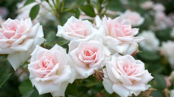 Dišeče vrtnice na vrtu (foto -desktopwallpapers4.me)