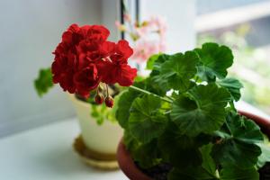 Pelargonium: skrivnosti zdravo rast