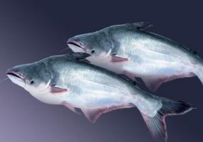 Pangasius ribe: dobra in ocene