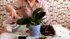Uspešna presaditev Phalaenopsis orhideja: 7 korakov