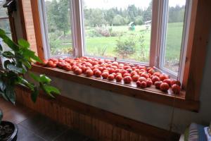 Pour-ka 4 pravilne načine za pospešitev zorenje paradižnika na okensko polico