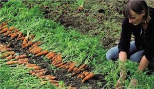 Pravilna zasaditev korenje: učinkovit način za povečanje kalitev in pridelek