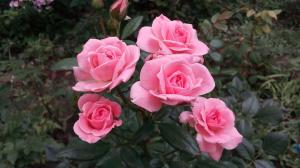 Vrtnice na vrtu za "telebane": 5 pravila za tiste, ki se odločijo, da posadimo rožo