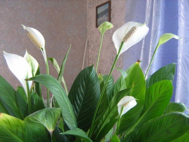 Belih jader Spathiphyllum (Fotografija za članek vzet iz interneta)