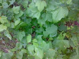 5 varna sredstva iz škodljivih listnih uši na vrtu, na vrtičkov
