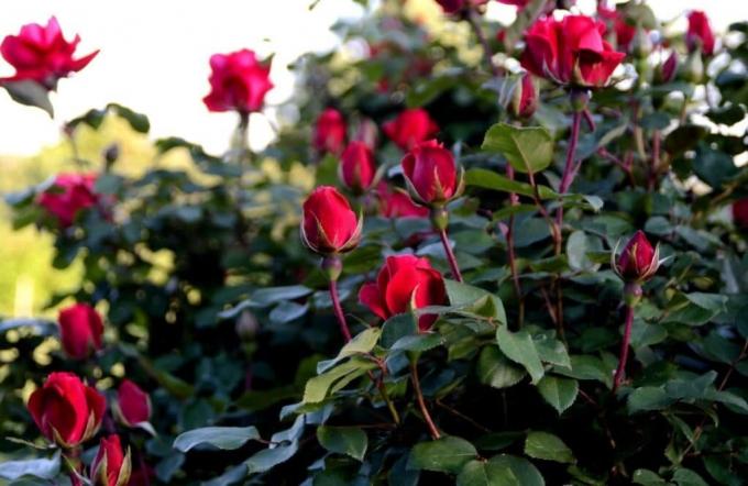 Rastejo dišeče rose ni težko, če veš "kaj je to." Foto: alena-flowers.ru
